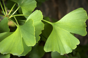 Ginkgo biloba